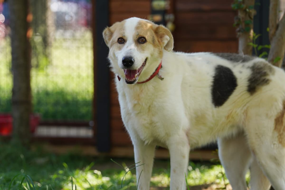 Beyaz Melez Köpek, İstanbul