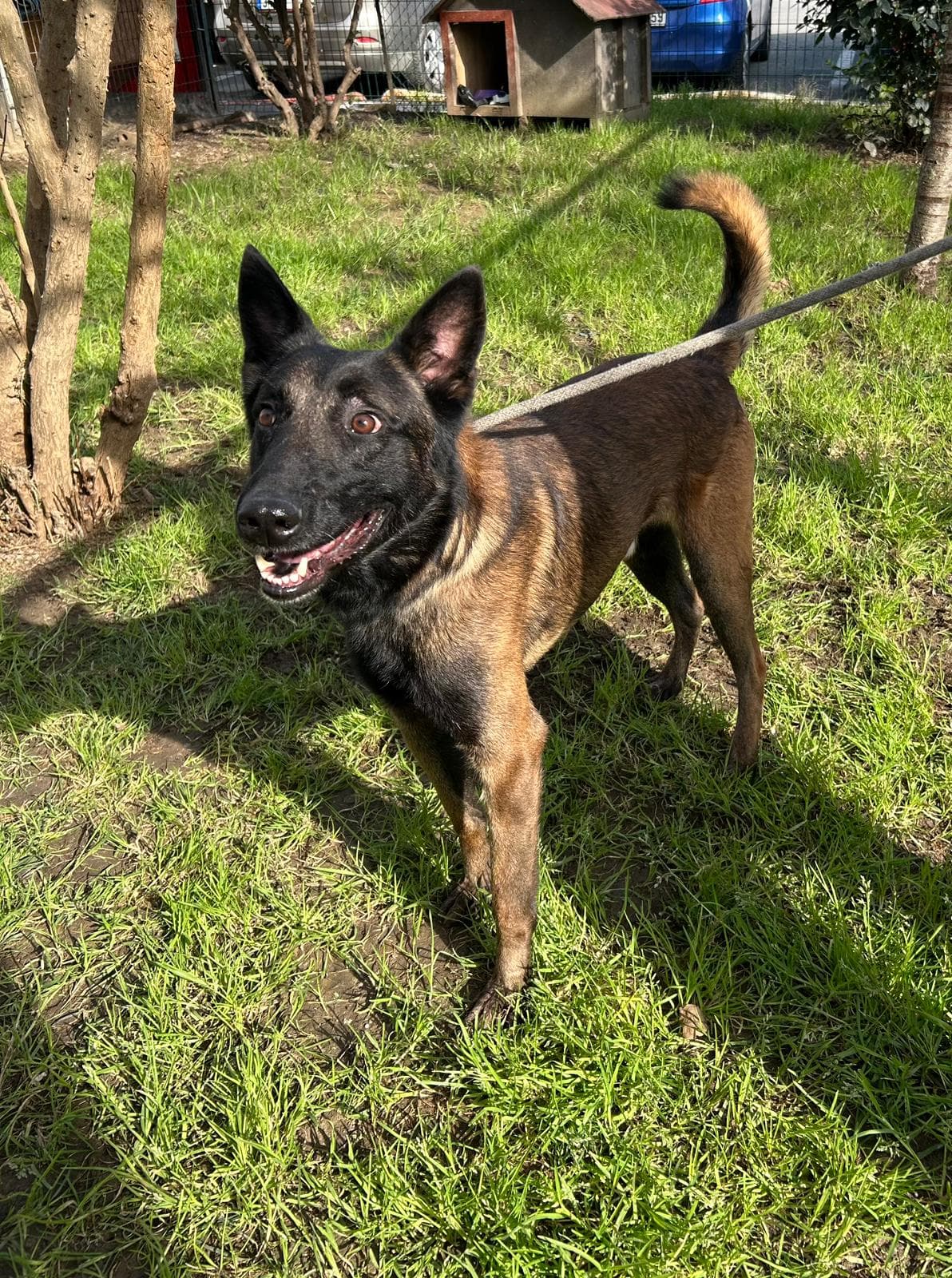 Dost Belçika Kurdu 8951 Köpek, İstanbul