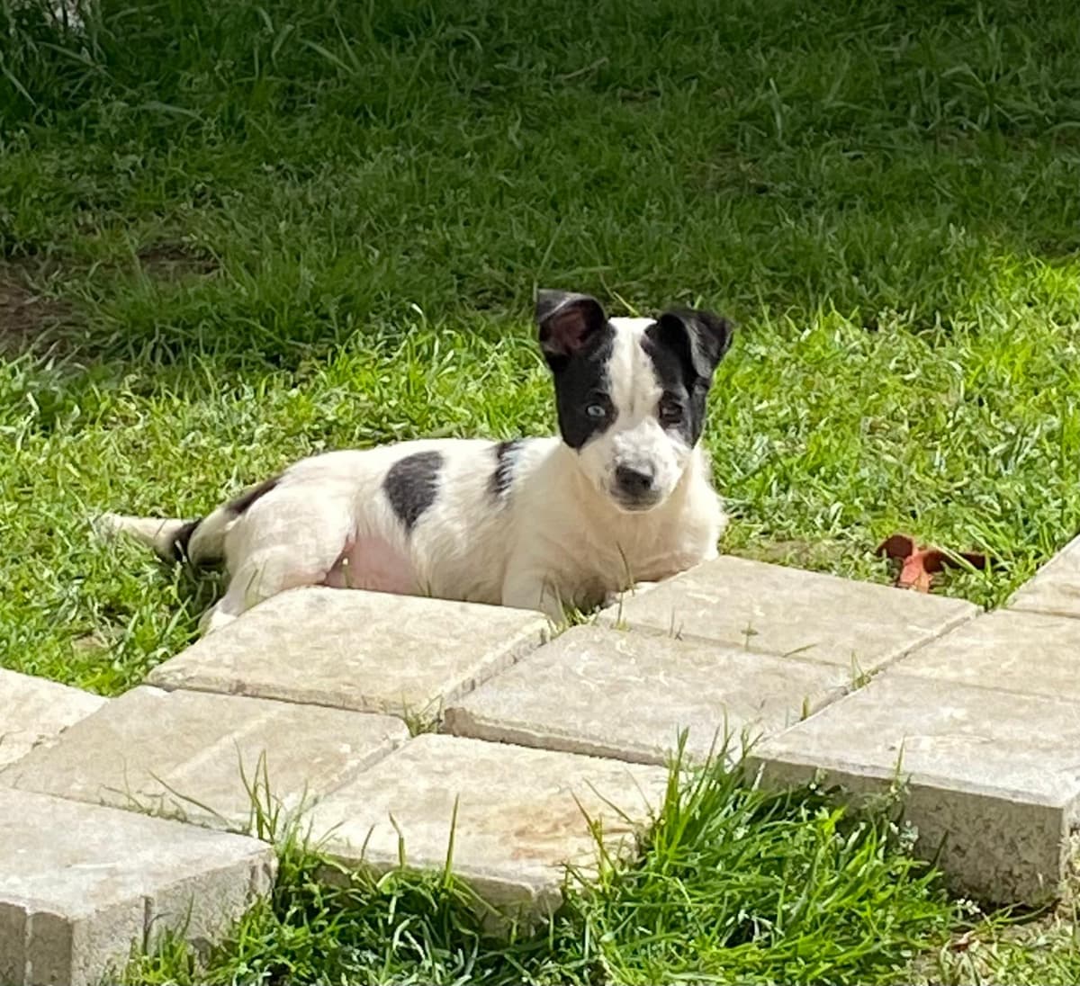 Nova Melez Kedi, İstanbul