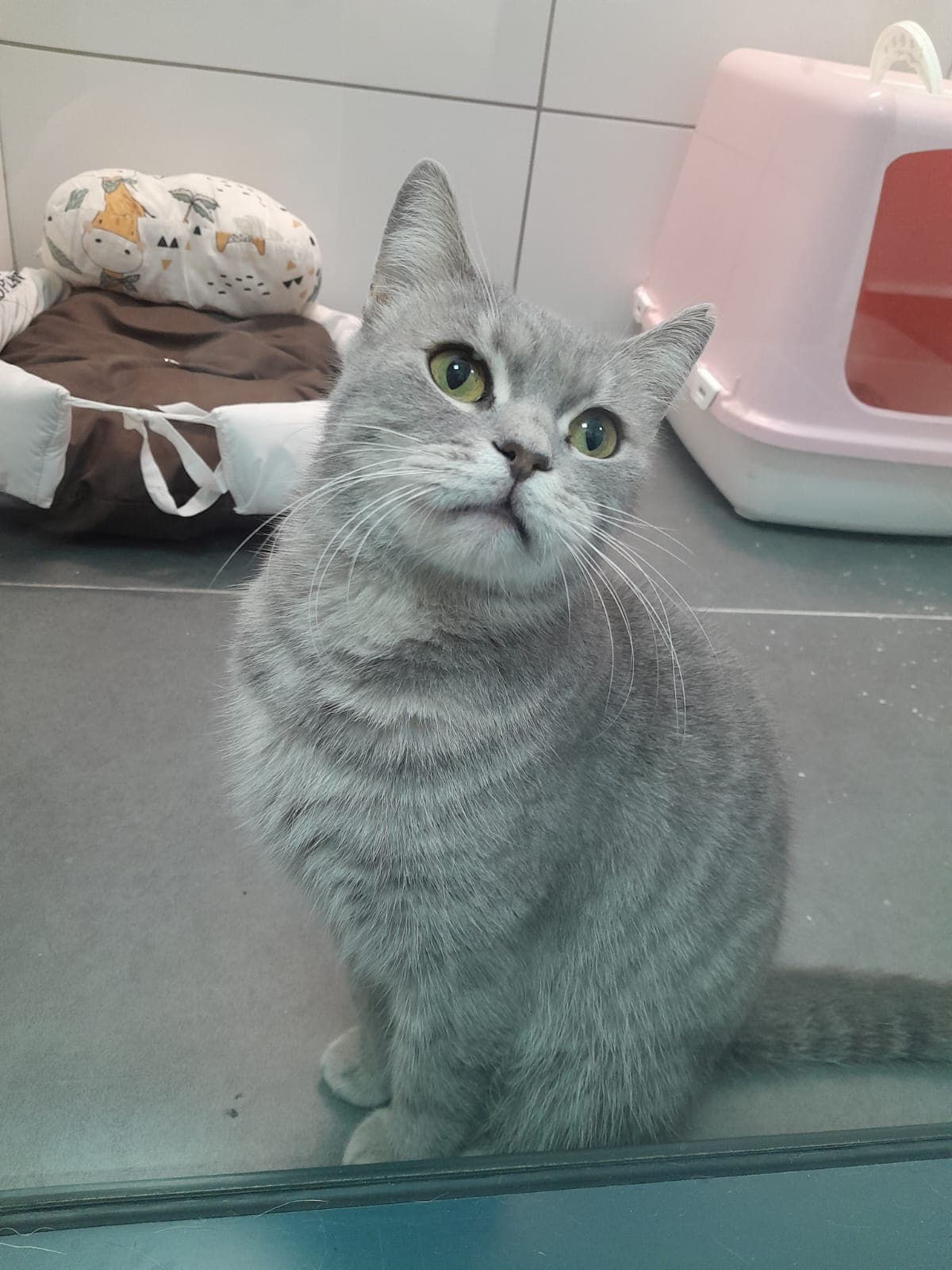 Fıstık Melez Kedi, İstanbul