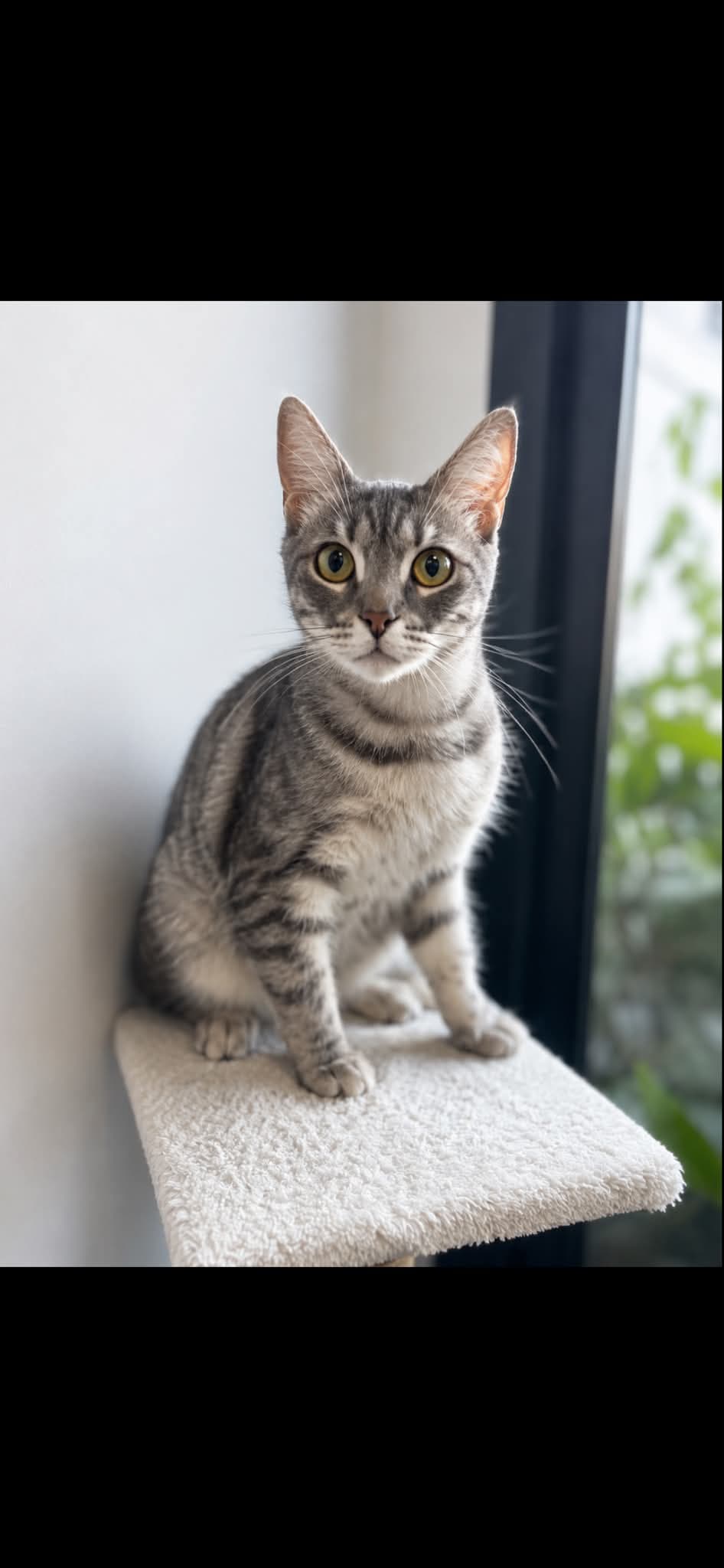 Pişi Melez Kedi, İstanbul