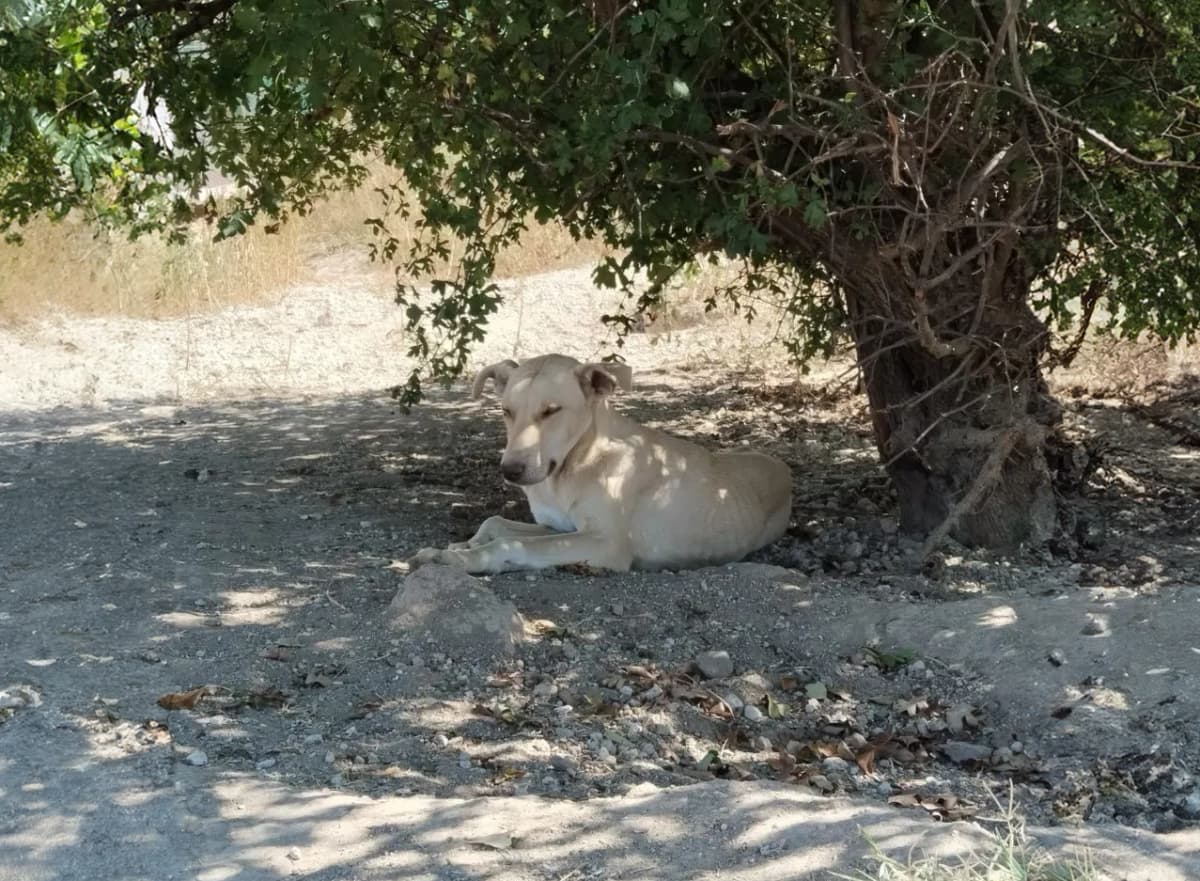 Kayseri Rus Finosu Kırması Köpek Rus Finosu Kırması Köpek, Kayseri