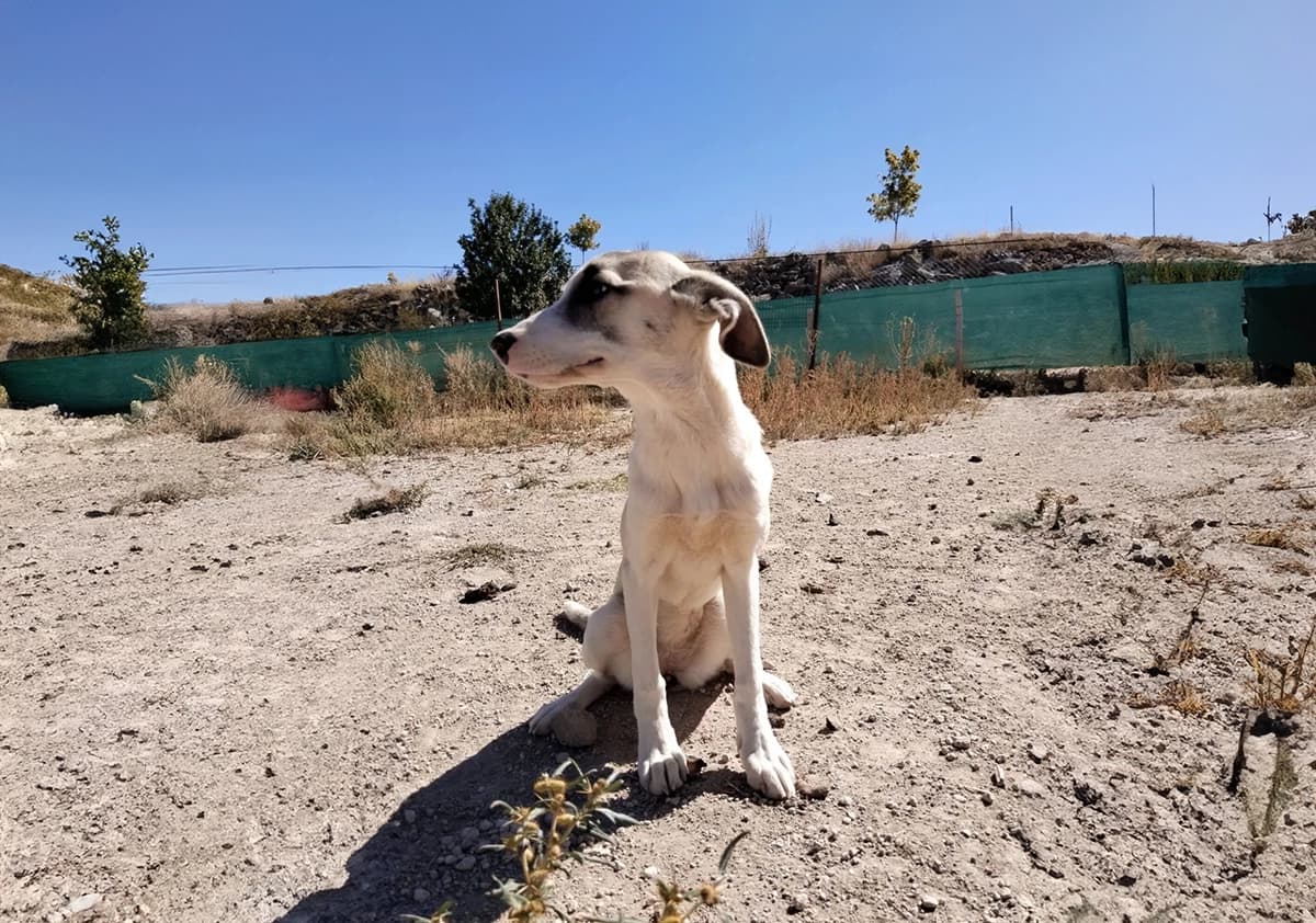 Kayseri Fino Kırması Köpek Fino Kırması Köpek, Kayseri