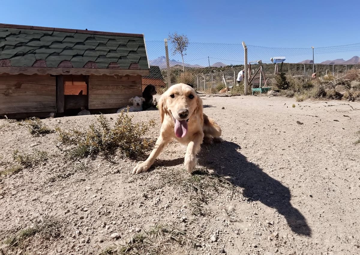 Kayseri Golden Retriever Köpek Golden Retriever Köpek, Kayseri