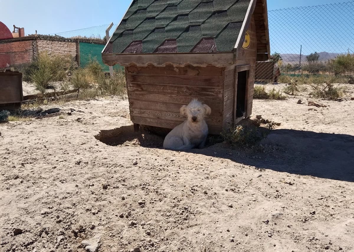 Kayseri Terrier Köpek Terrier Köpek, Kayseri
