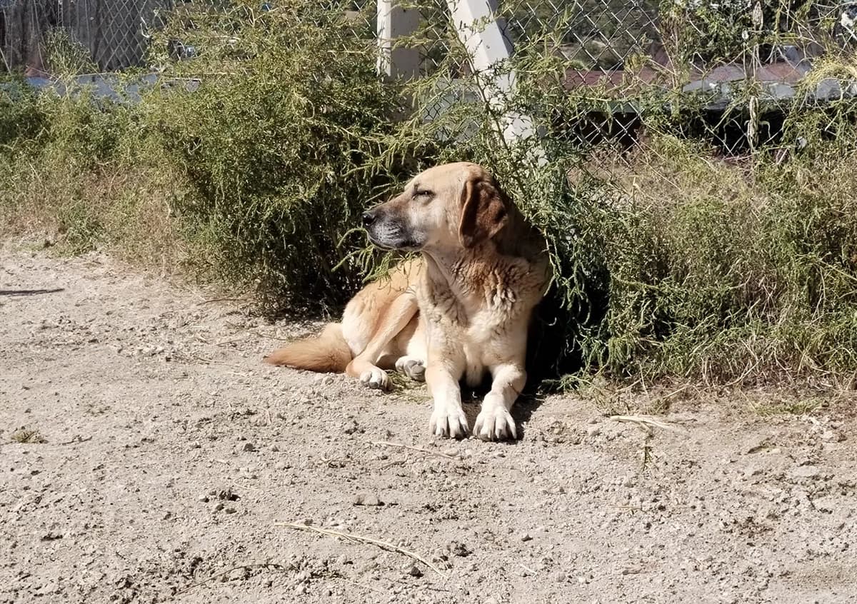 Kayseri Kangal Kırması Köpek Kangal Kırması Köpek, Kayseri