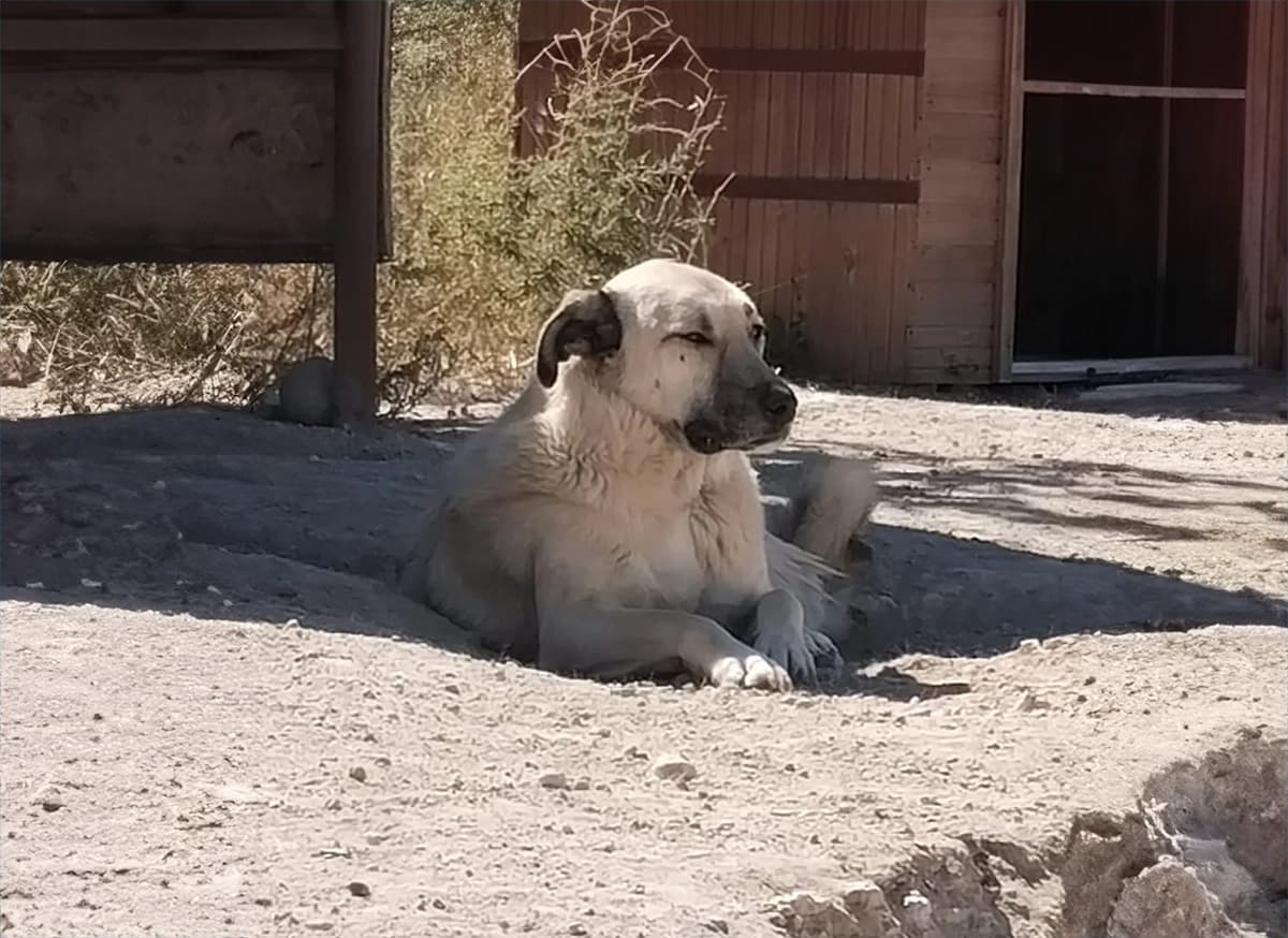 Kayseri Kangal Kırması Köpek Kangal Kırması Köpek, Kayseri