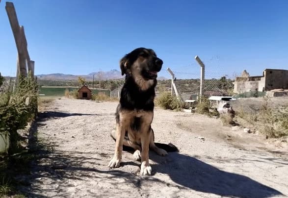 Kayseri Kurt Kırması Köpek Kurt Kırması Köpek, Kayseri