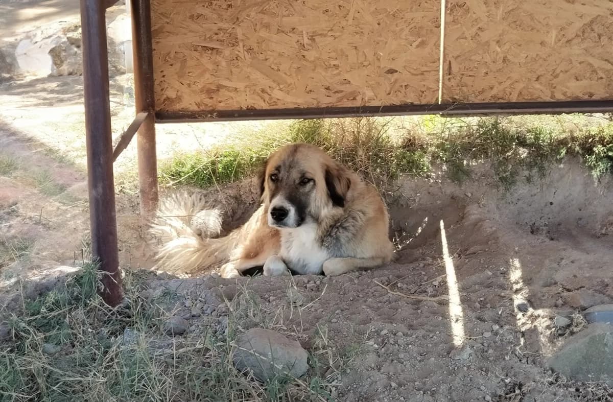 Kayseri Kangal Kırması Köpek Kangal Kırması Köpek, Kayseri