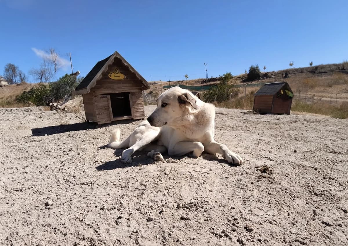 Kayseri Kangal Kırması Köpek Kangal Kırması Köpek, Kayseri