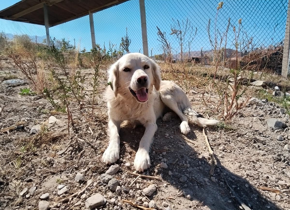 Kayseri Fino Kırması Köpek Fino Kırması Köpek, Kayseri
