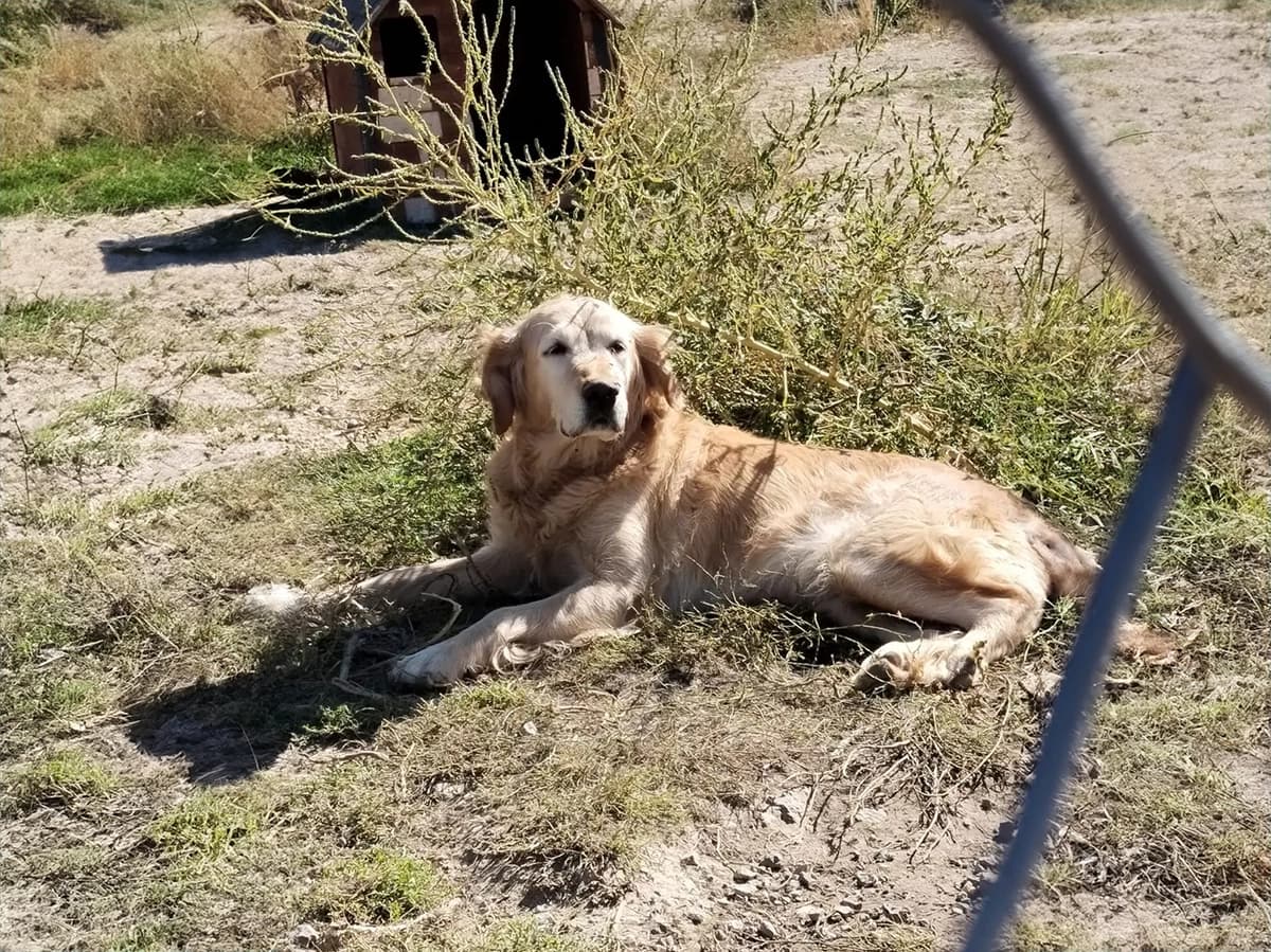 Kayseri Golden Retriever Köpek Golden Retriever Köpek, Kayseri