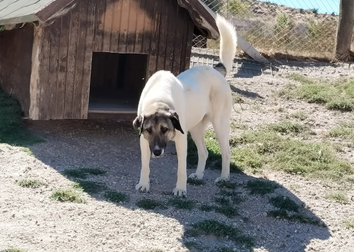 Kayseri Kangal Kırması Köpek Kangal Kırması Köpek, Kayseri