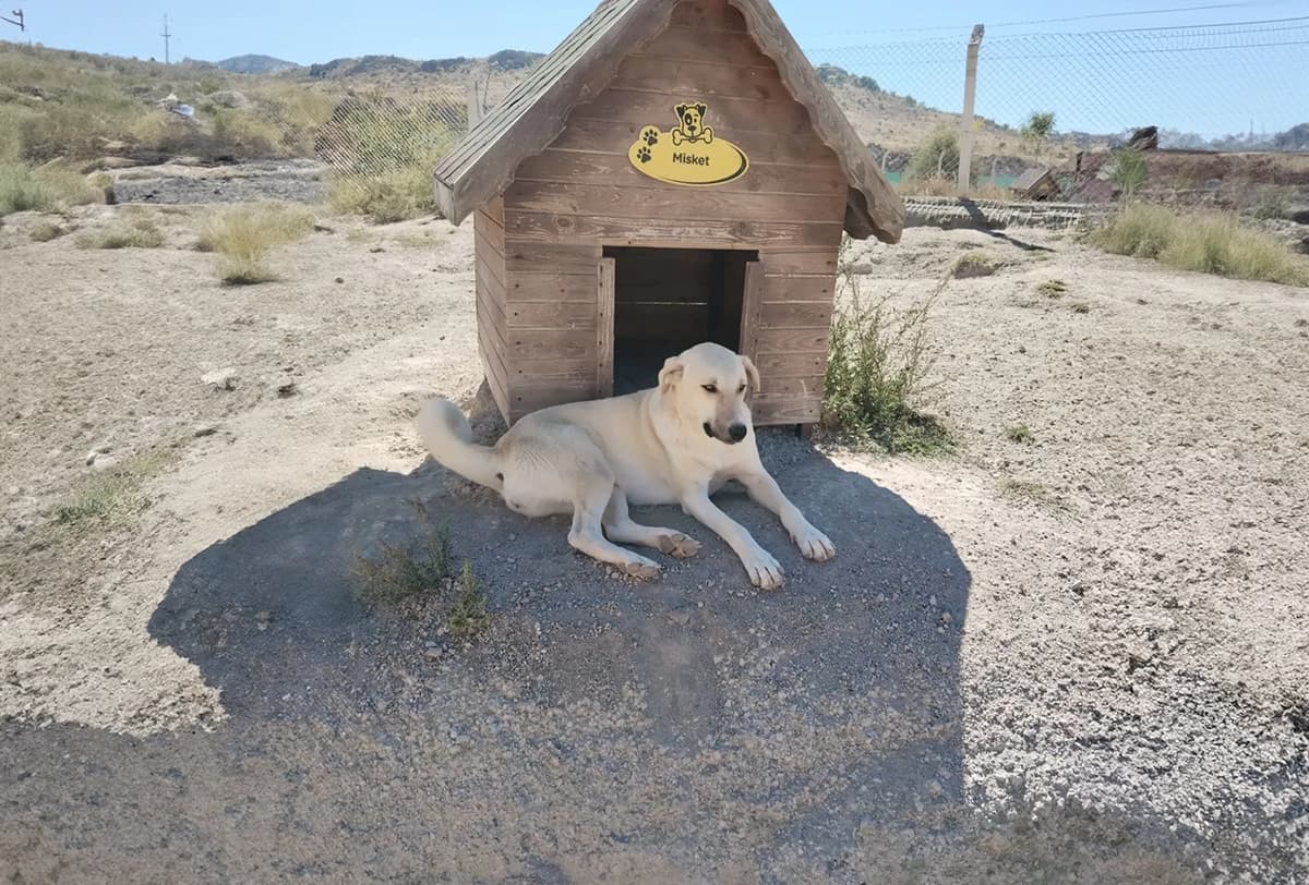 Kayseri Kangal Kırması Köpek Kangal Kırması Köpek, Kayseri