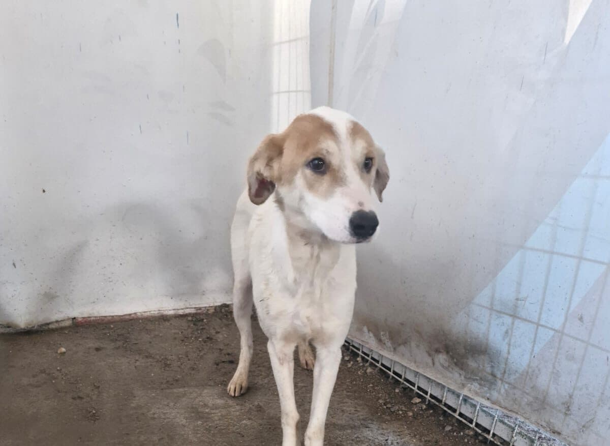 Turgutlu Melez Köpek, Manisa