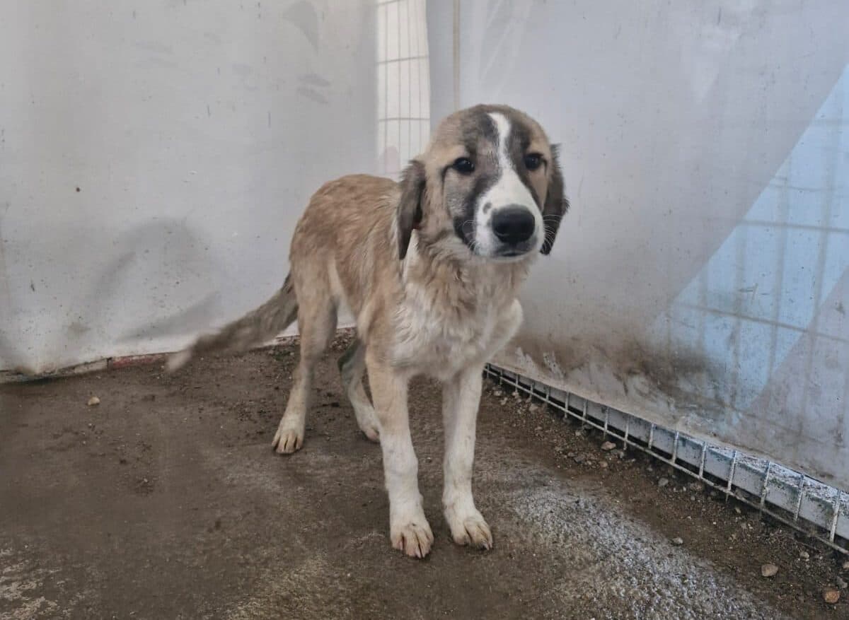 Turgutlu Melez Köpek, Manisa