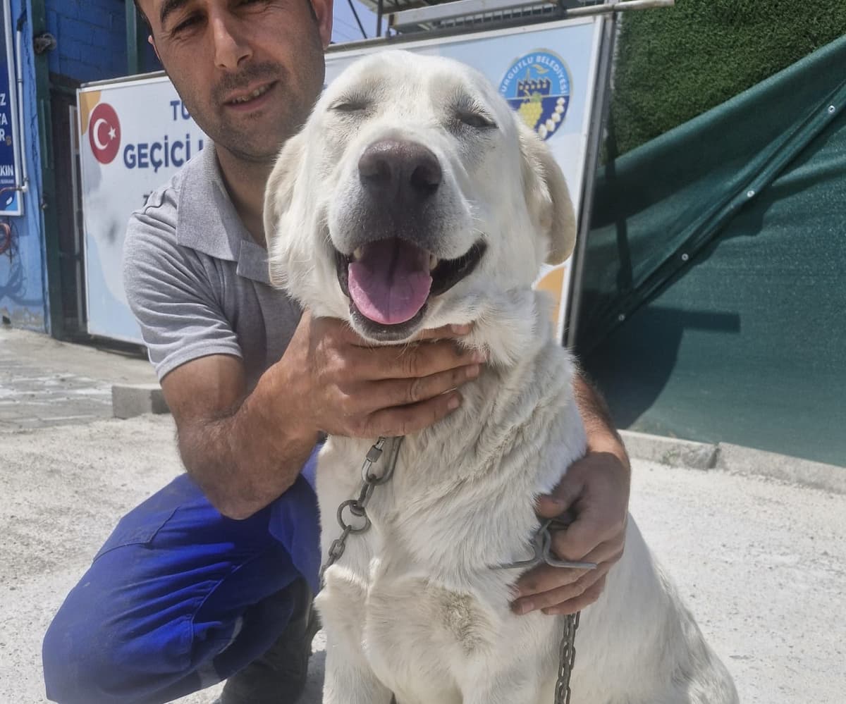 Manisa Labrador Retriever Köpek Labrador Retriever Köpek, Manisa