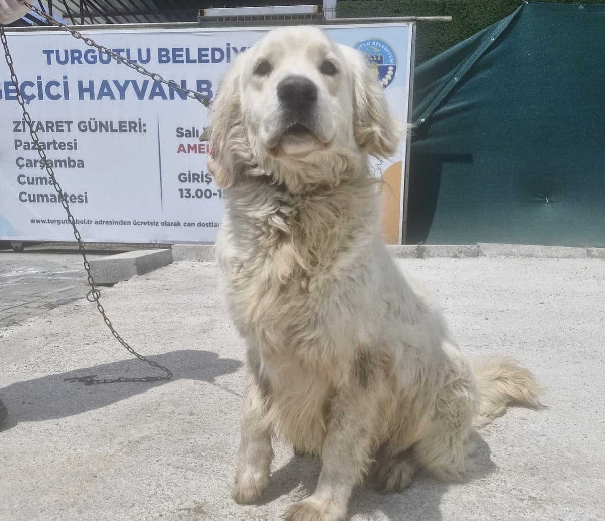 Turgutlu Golden Golden Retriever Köpek, Manisa