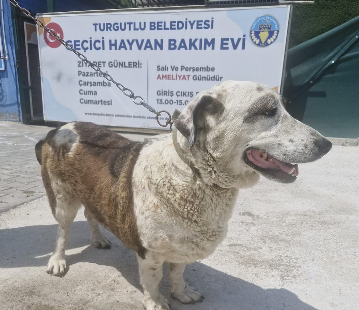 Turgutlu Melez Köpek, Manisa