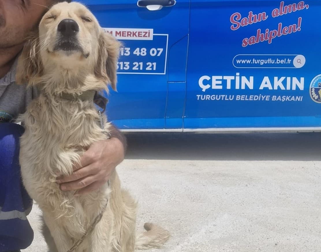 Manisa Golden Retriever Köpek Golden Retriever Köpek, Manisa