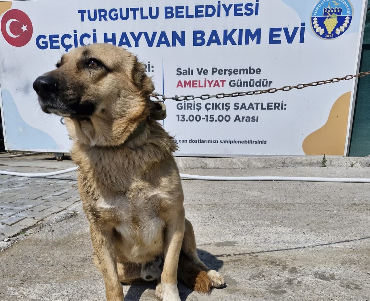 Turgutlu Melez Köpek, Manisa