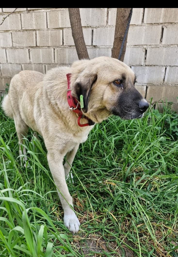Manisa Melez Köpek Melez Köpek, Manisa