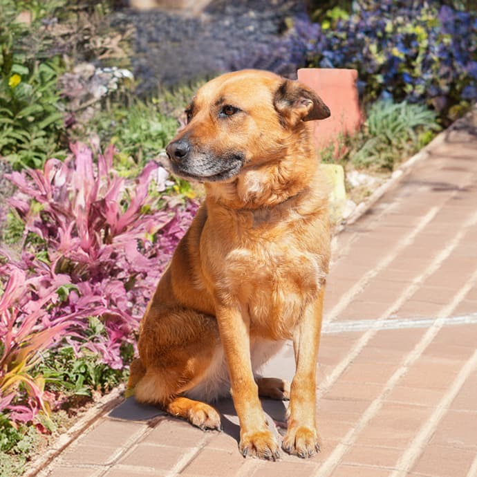 Fındık Melez Köpek, İstanbul