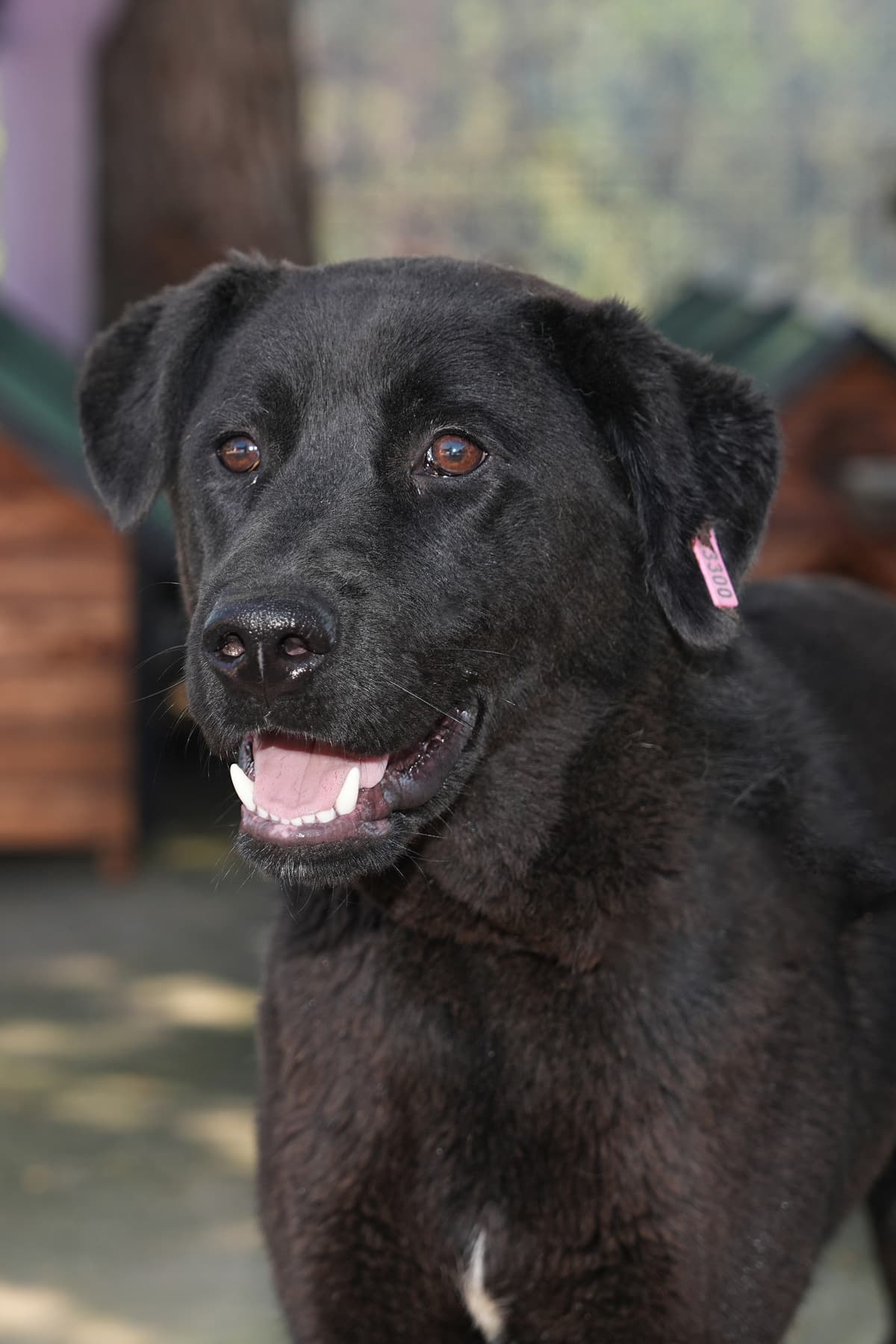Zeytin Melez Köpek, İstanbul
