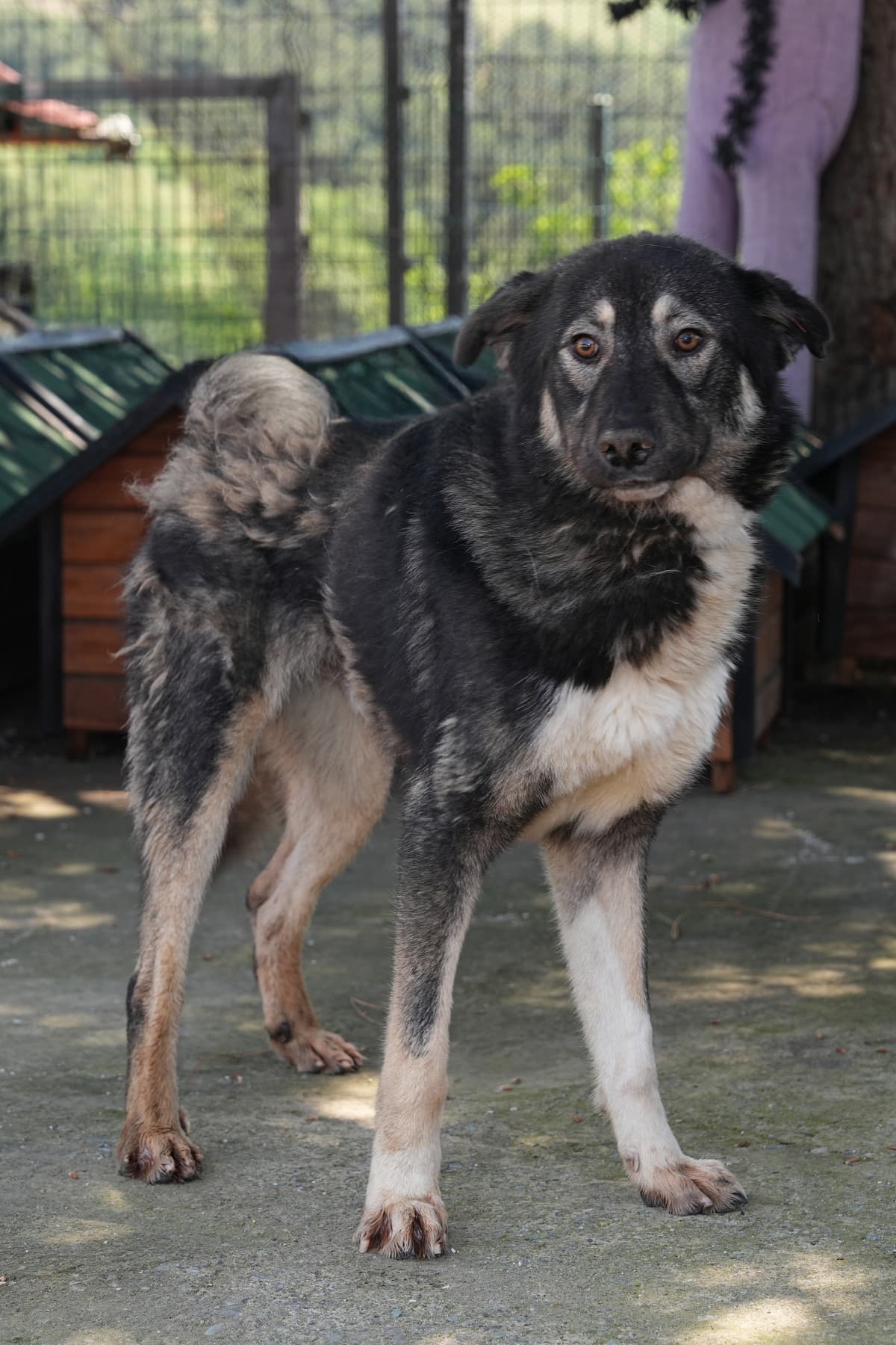 Luna Melez Köpek, İstanbul