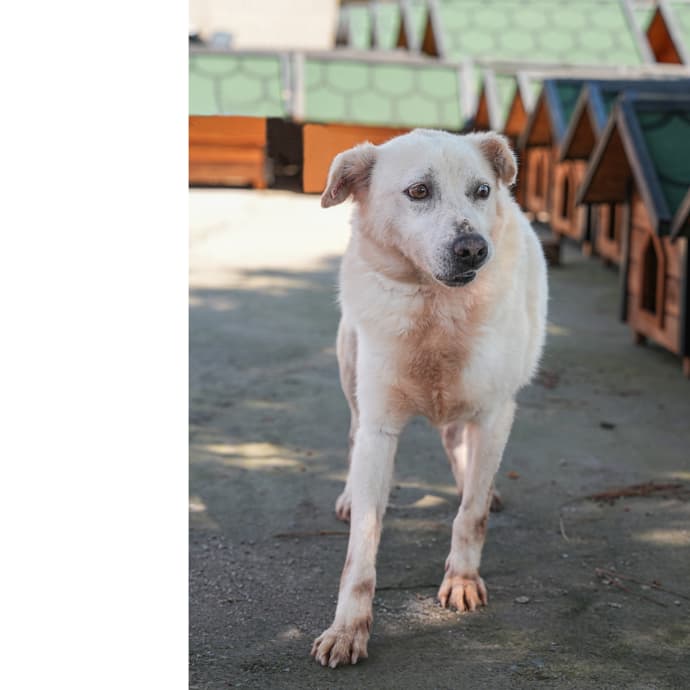 Bulut Melez Köpek, İstanbul