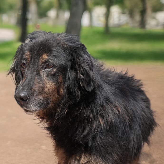 Hugo Melez Köpek, İstanbul