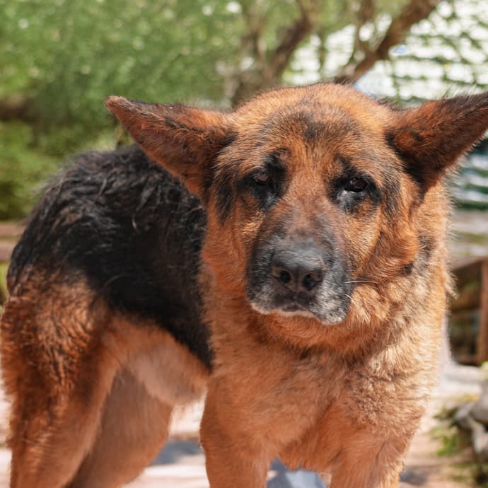 Max Melez Köpek, İstanbul