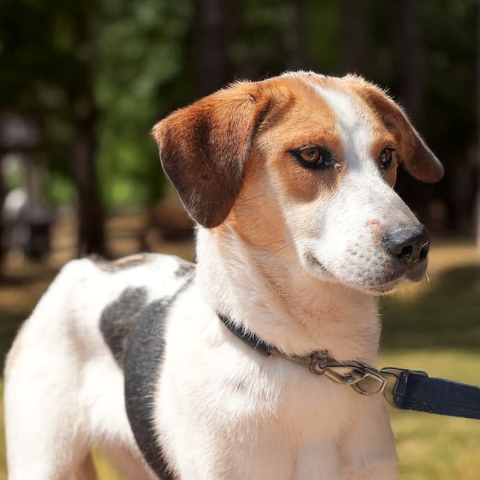 Karamel Melez Köpek, İstanbul