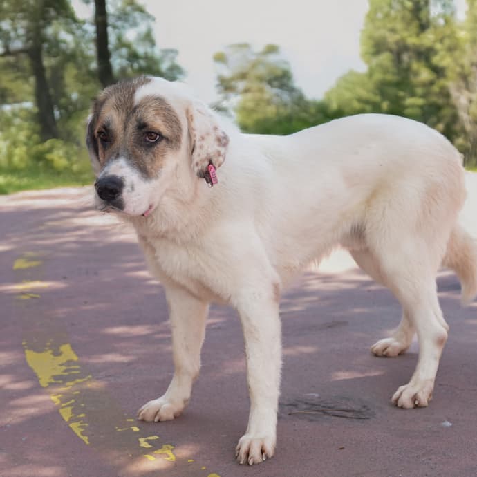 Duman Melez Köpek, İstanbul