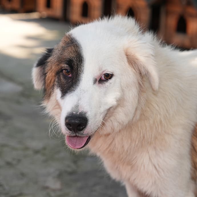 Paşa Melez Köpek, İstanbul