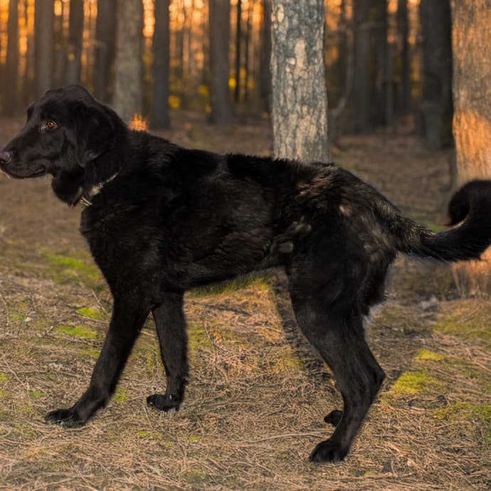 Karan Melez Köpek, İstanbul