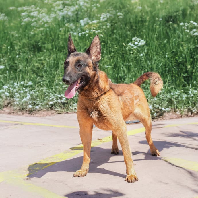 Karlos Melez Köpek, İstanbul