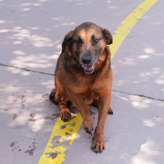 Alfa Melez Köpek, İstanbul