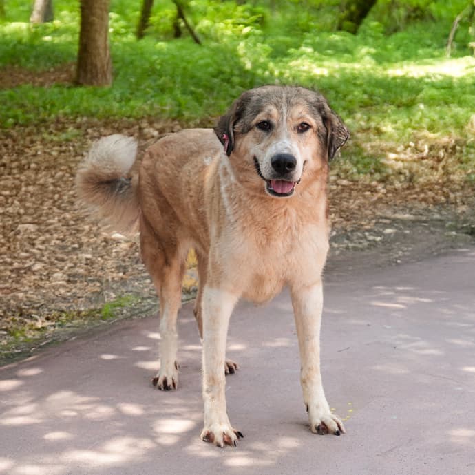 Leydi Melez Köpek, İstanbul