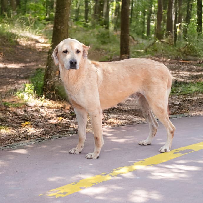 Leo Melez Köpek, İstanbul