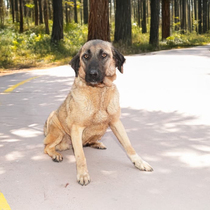 Maya Melez Köpek, İstanbul