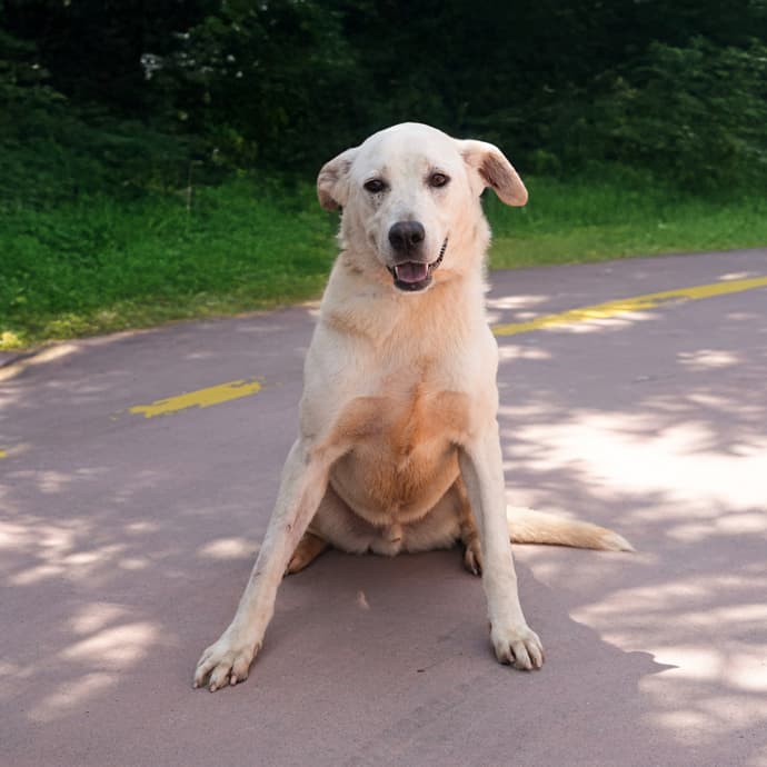 Zoro Melez Köpek, İstanbul