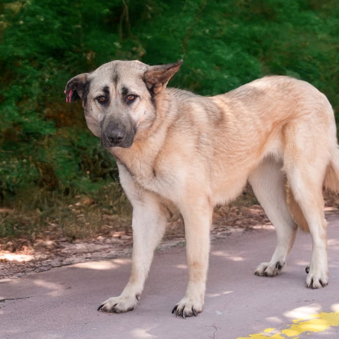 Masal Melez Köpek, İstanbul