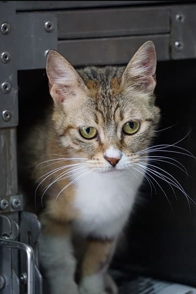 Sedef Melez Kedi, İstanbul
