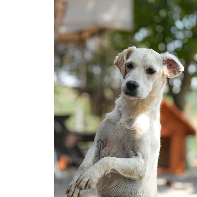 Spıca Melez Köpek, İstanbul