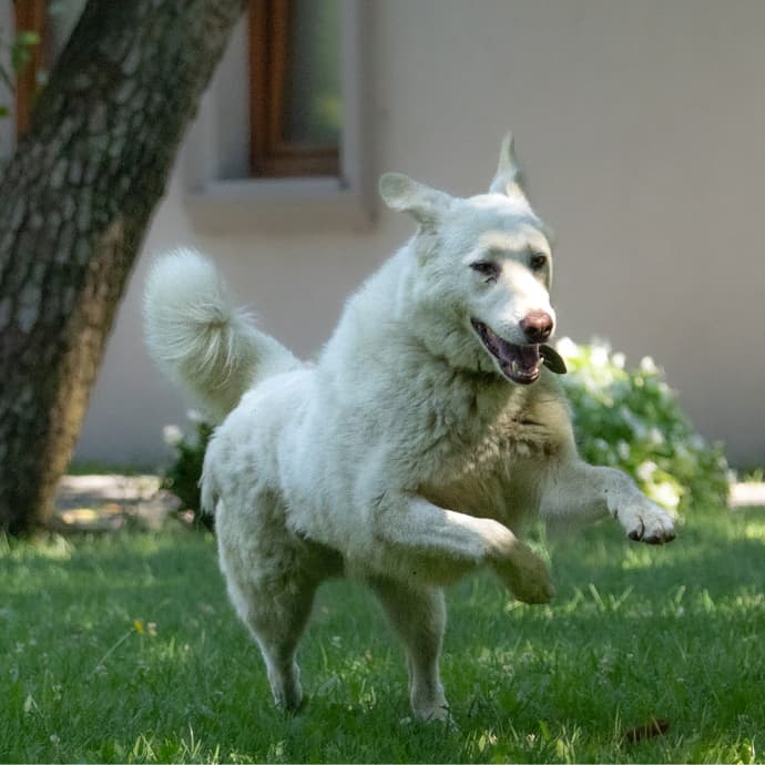 Pamuk Melez Köpek, İstanbul