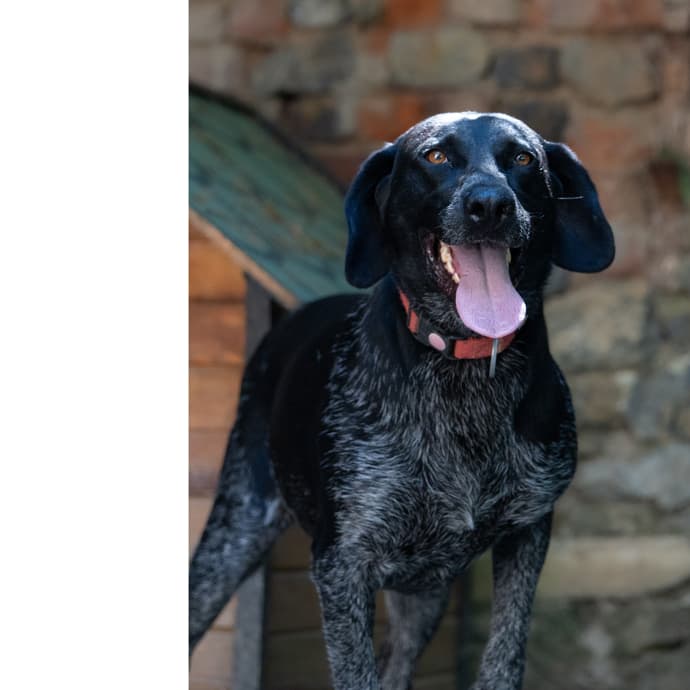 Çiko Melez Köpek, İstanbul
