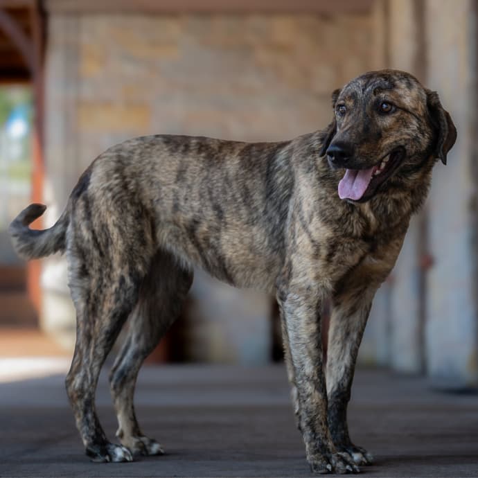 Mia Melez Köpek, İstanbul