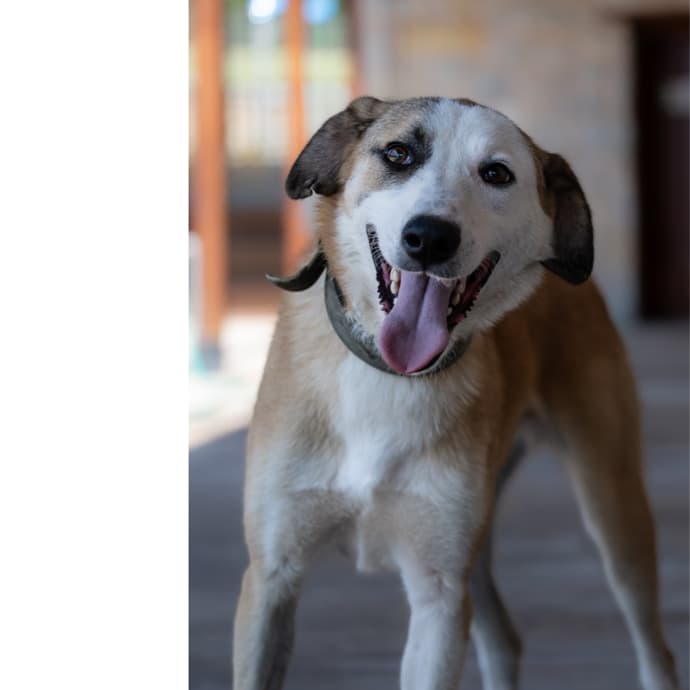 Sinameki Melez Köpek, İstanbul