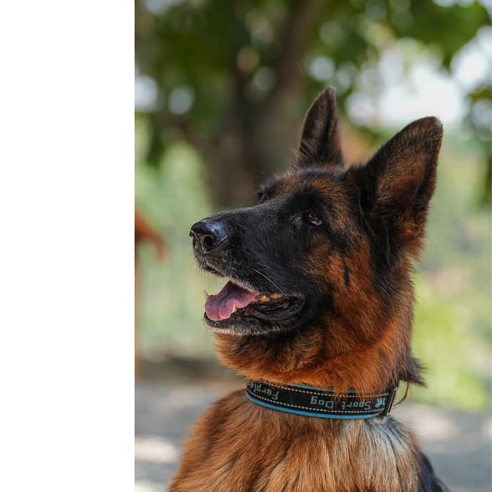 Muhafız Melez Köpek, İstanbul